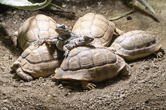 Egyptian tortoises (Testudo kleinmanni) and black hardun (Stellagama stello), Heidelberg Zoo,