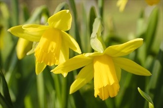 Two blooming daffodils (Narcissus), early bloomers, close-up, North Rhine-Westphalia, Germany,