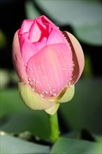 A vibrant pink lotus (Nelumbo) covered with sparkling water droplets, Stuttgart,