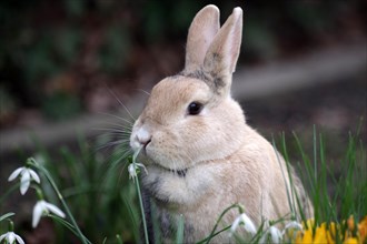 Rabbit (Oryctolagus cuniculus forma domestica), Portrait, Snowdrop, Easter, Cute brown domestic