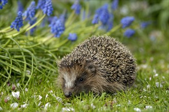 A hedgehog in a meadow with green grass and blue flowers, Ilsede, Lower Saxony, Germany, Europe