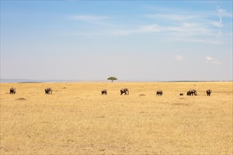 Group of elephants walking in a savanna landscape in Africa, Maasai Mara, Kenya, Africa