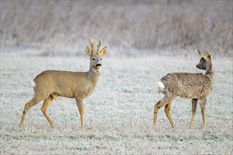 European roe deer (Capreolus capreolus), goat and buck standing in a meadow, Lower Austria,