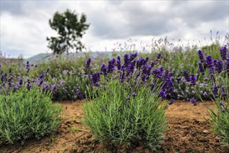 Lavender (Lavandula), lavender field on a farm, Cotswolds Lavender, Snowshill, Broadway,