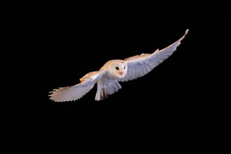 Barn owl, (Tyto alba), adult, flying, landing, on rocks, at night, Lowick, Northumberland, England,
