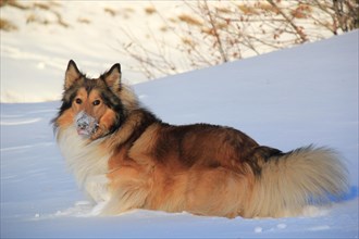 A fluffy dog lying in the snow with snow on its snout, Amazing Dogs in the Nature