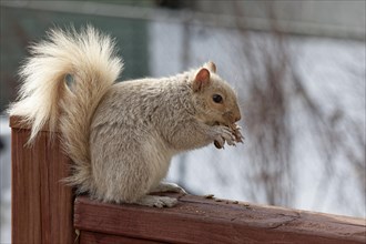 Nature, pale coloured squirrel (Sciurus) eating peanuts, Province of Quebec, Canada, North America