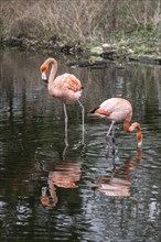 Cuban flamingos (Phoenicopterus ruber), Heidelberg Zoo, Baden-Wuerttemberg, Germany, Europe
