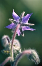 Close-up of a purple flower with a soft, blurred green background that conveys a calm mood Borage