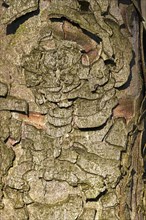 Chestnut tree bark, Germany, Europe