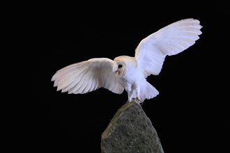 Barn owl, (Tyto alba), adult, on rocks, calling, flying up, at night, Lowick, Northumberland,