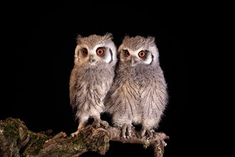 Southern white-faced owl (Ptilopsis granti), juvenile, two juveniles, siblings, at night, on guard,