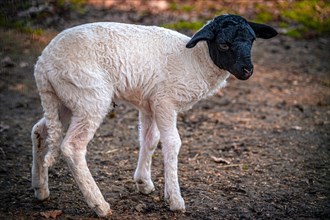 A young domestic sheep (Ovis aries) with white fur and black head, Leuna, Saxony-Anhalt, Germany,