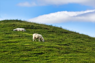 Two domestic sheep (Ovis gmelini aries) grazing on a hillside meadow, Wales, Great Britain