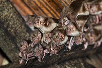 Common vampire bat (Desmodus rotundus) Pantanal Brazil