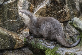 Dwarf otter, Asian oriental small-clawed otter (Aonyx cinerea), Heidelberg Zoo, Baden-Wuerttemberg,