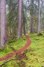 Winding path in spruce forest with green moss on the ground