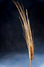 Close-up of an isolated ear of wheat on black background and copy space