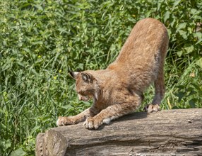 Eurasian lynx (Lynx lynx) standing on a tree trunk and sharpening its claws, captive, Germany,