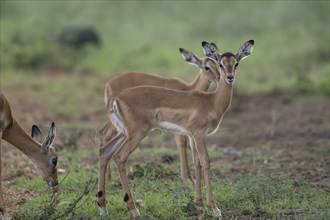 Black Heeler Antelope or Impala (Aepyceros melampus) herd with young, nursery, Madikwe Game