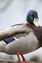 Mallard (Anas platyrhynchos) male, frontal close-up full body, standing in the ground, section,