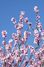 Flowering almond tree (Prunus dulcis) Almond blossom, blue sky, Baden-Wuerttemberg, Germany, Europe