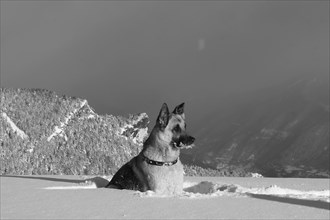 A solemn German Shepherd sits in the snow with mountainous horizon, Amazing Dogs in the Nature