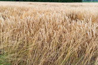 A harvested stubble field shows the remains of the harvest in a rural area