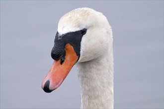 Mute swan (Cygnus olor), portrait, close-up, looking sideways to the left, Harkortsee, Ruhr area,