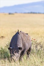 Black rhinoceros (Diceros bicornis) with Yellow-billed oxpecker (Buphagus africanus) on the back at