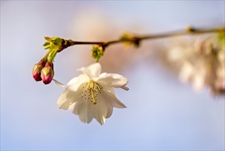 Close-up of a cherry blossom flower in full bloom on a branch, with soft focus background, Prunus