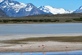 Chilean flamingos (Phoenicopterus chilensis) in their natural habitat in Perito Moreno National