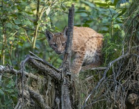 Eurasian lynx (Lynx lynx), young sitting on a tree root and looking attentively, captive, Germany,