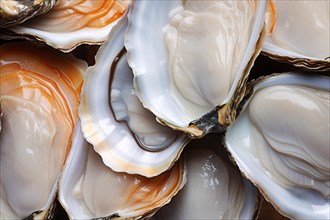 Close up of open fresh oysters. KI generiert, generiert AI generated