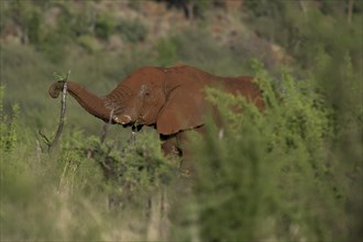 African elephant (Loxodonta africana) Madikwe Game Reserve, North West Province, South Africa, RSA,