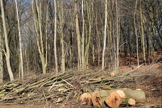 Wood clearing in the forest, forest dieback, storm damage, Lower Rhine, North Rhine-Westphalia,