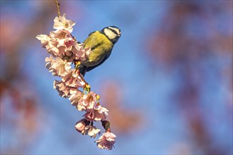 A Great tit bird perched on a twig amid vibrant pink cherry blossoms in a serene spring setting,