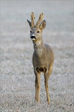 European roe deer (Capreolus capreolus), buck standing in a meadow, Lower Austria, Austria, Europe