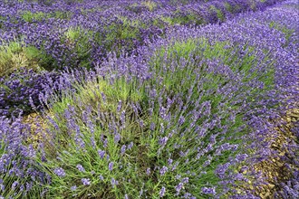 Lavender (Lavandula), lavender field on a farm, different varieties, Cotswolds Lavender, Snowshill,