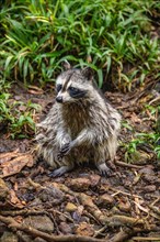 Raccoon in natural environment, close-up, portrait of the animal on Guadeloupe au Parc des