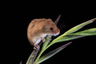 Eurasian harvest mouse (Micromys minutus), adult, on plant stalk, foraging, at night, Scotland,