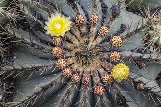 Cactus blossom, Jardin de Cactus, Lanzarote, Canary Islands, Spain, Europe
