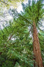 A large Sequoia tree towers in the forest, surrounded by green foliage, sequoia, Sequoioideae,