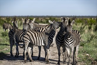 Plains zebra (Equus quagga) herd, Madikwe Game Reserve, North West Province, South Africa, RSA,