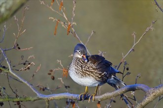 Female mandarin duck on a branch in front of a lake, March, Germany, Europe