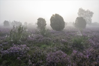 Heath landscape, flowering common heather (Calluna vulgaris), common broom (Cytisus scoparius) and