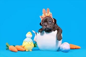 Cute black French Bulldog dog puppy with Easter bunny ears sitting in egg shell on blue background