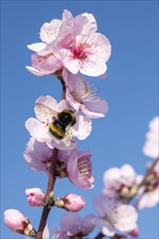 Flowering almond tree (Prunus dulcis) large earth bumblebee (Bombus terrestris), almond blossom,