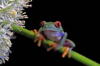 Red-eyed tree frog (Agalychnis callidryas), adult, on green stem, Aeonium, captive, Central America
