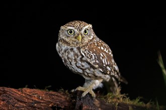 Little owl (Athene noctua), (Tyto alba), adult, on tree trunk, at night, vigilant, Lowick,